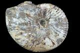 Rhaeboceras Ammonite - Bearpaw Shale, Montana #86210-1